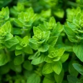 Olejek z Oregano 100% 10 ml - Purity Of Nature